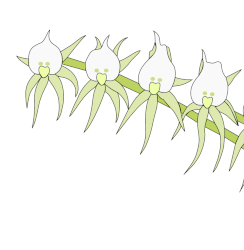 Orchidée comète ou Angraecum