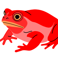 Grenouille tomate