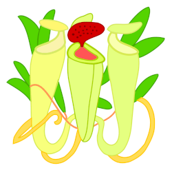 Nepenthes : plante carnivore