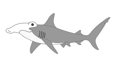 Requin-marteau