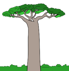 Baobab