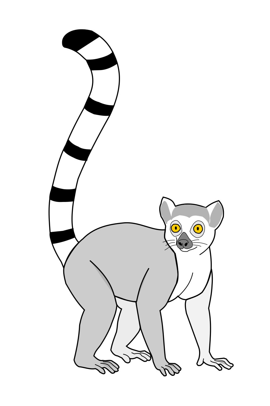 Lemur Catta
