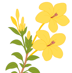 Orchidée Barleria