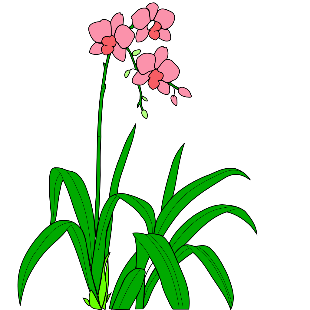 Orchidée Eulophiella