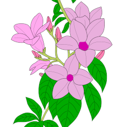 Allamanda pourpre