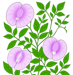 Centrosème