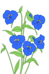 La Commelina