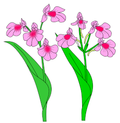 Orchidée Cynorkis