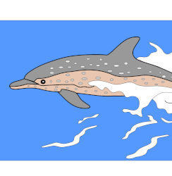 Dauphin tacheté