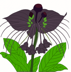 Orchidée chauve-souris