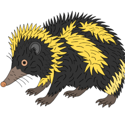 Tenrec zébré