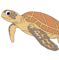 Tortue verte