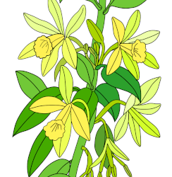 Fleurs de vanille