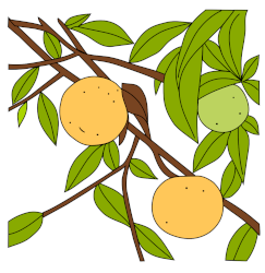 Orange de singe