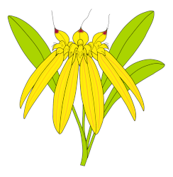 Bulbophyllum