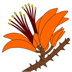 Erythrina