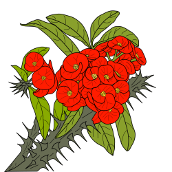 Euphorbia milii