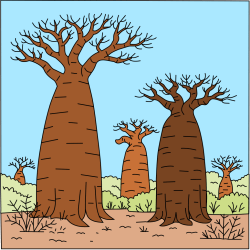 Forêt de baobabs