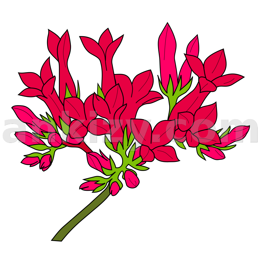 Kalanchoê, succulente, Madagascar