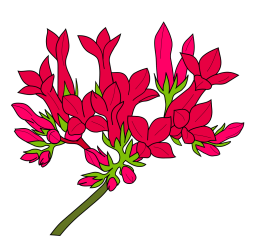 Kalanchoë