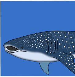 Requin-baleine
