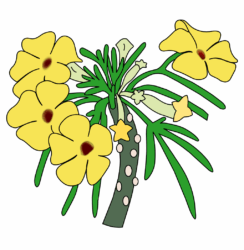 Uncarina
