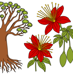 Baobab Adansonia madagascariensis
